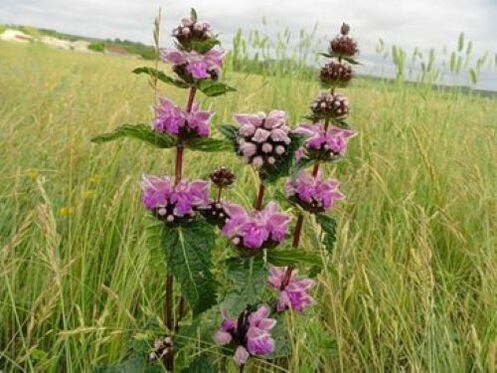 biljka željezne rude od parazita u tijelu