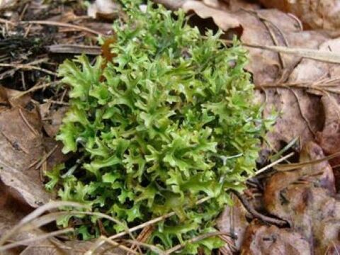 cetraria od parazita u tijelu