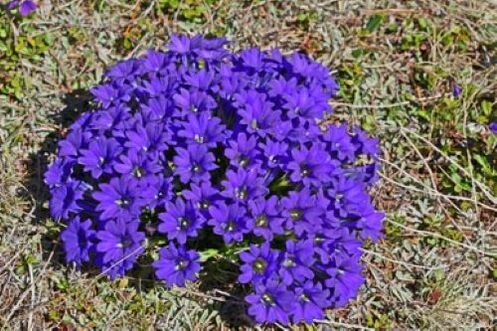 groznica korijen od parazita u tijelu