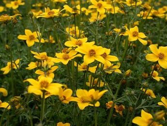 niz parazita u tijelu