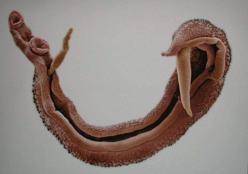 Schistosomi su opasni parazit u ljudskoj krvi
