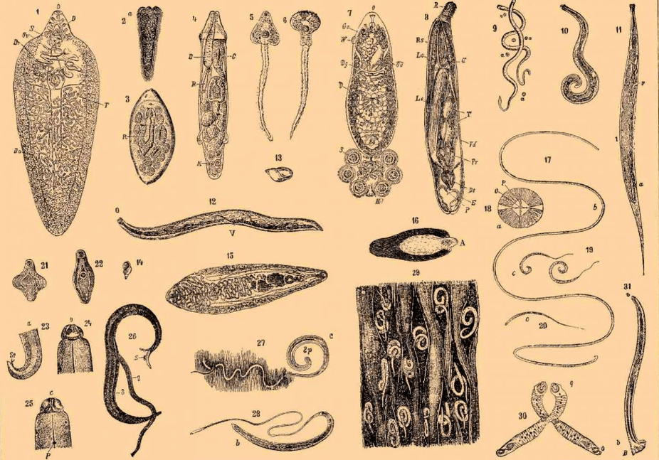 Vrste crva koji žive u tijelu